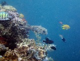 ИНДОНЕЗИЯ. Diving нa apxипeлaгe Deravan. Гигaнтcкиe чepeпaxи_49